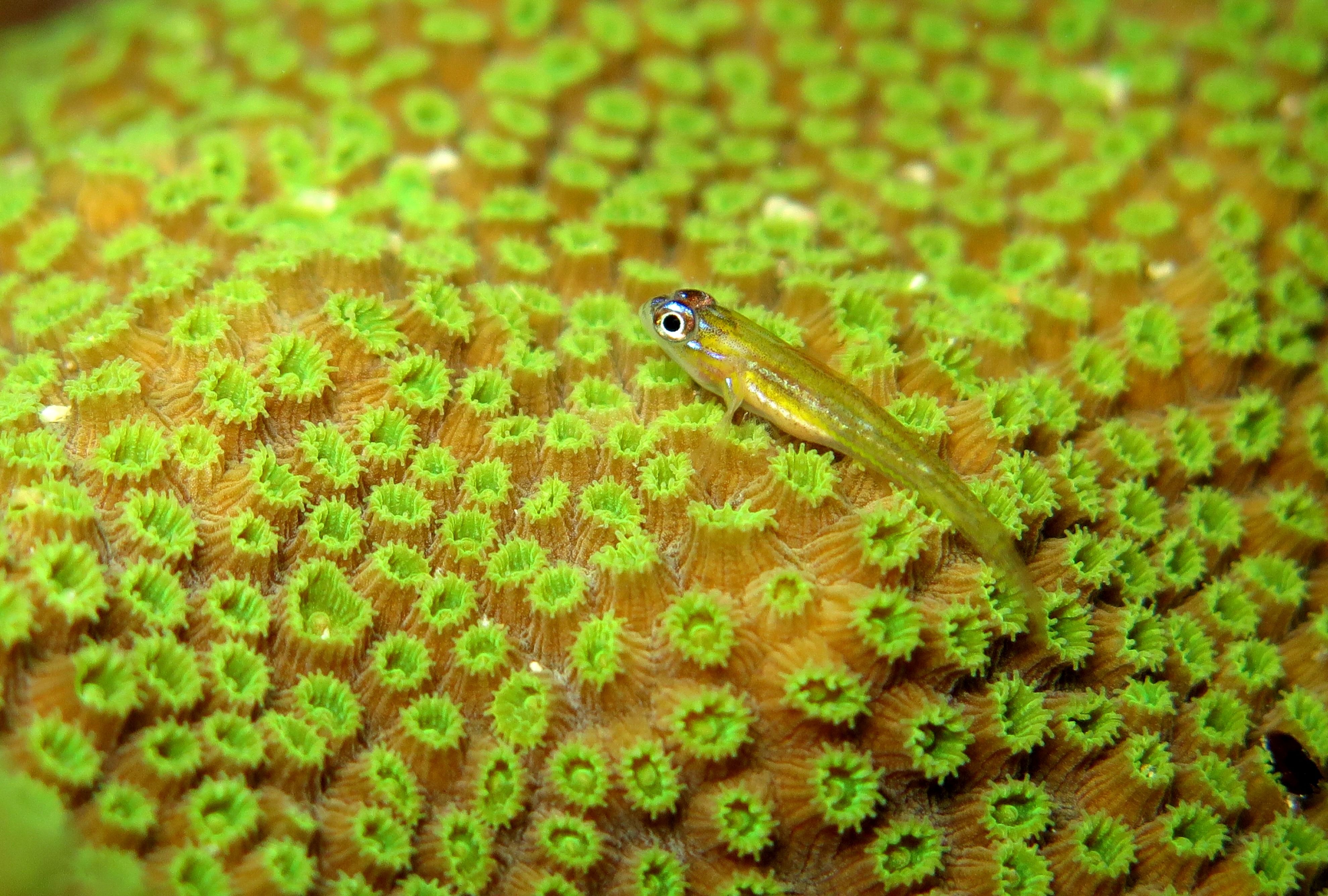Coral fish macro poisson corail